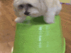 Funny Gif (1)