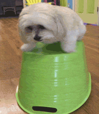 Funny Gif (1)