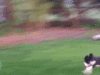 Funny Gif (11)