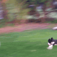Funny Gif (11)