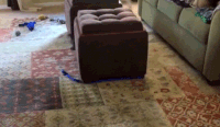 Funny Gif (13)