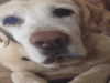 Funny Gif (15)