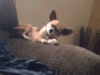 Funny Gif (17)