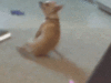 Funny Gif (7)