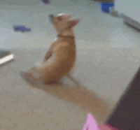 Funny Gif (7)