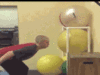 Funny Gif (9)