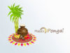 Happy-Pongal-Wishes (2)