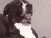 dog funny reaction