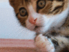 cat-gif-animations