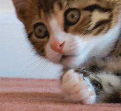 cat-gif-animations
