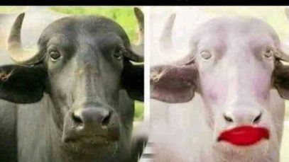 Samsung Camera vs Vivo oppo Camera
