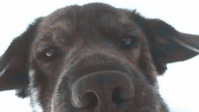 Front Camera