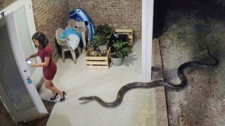 Damn Nature You Scary | Rare and Scary Animal Encounters
