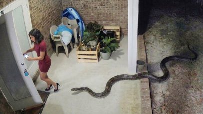 Damn Nature You Scary | Rare and Scary Animal Encounters