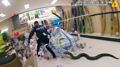 Police vs Wild Animals | Bodycam Captures Everything