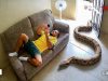 Terrifying Snake Encounters Caught on Camera